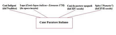 albero genealogico del cane paratore italiano